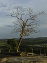 defoliated survive in Brazil